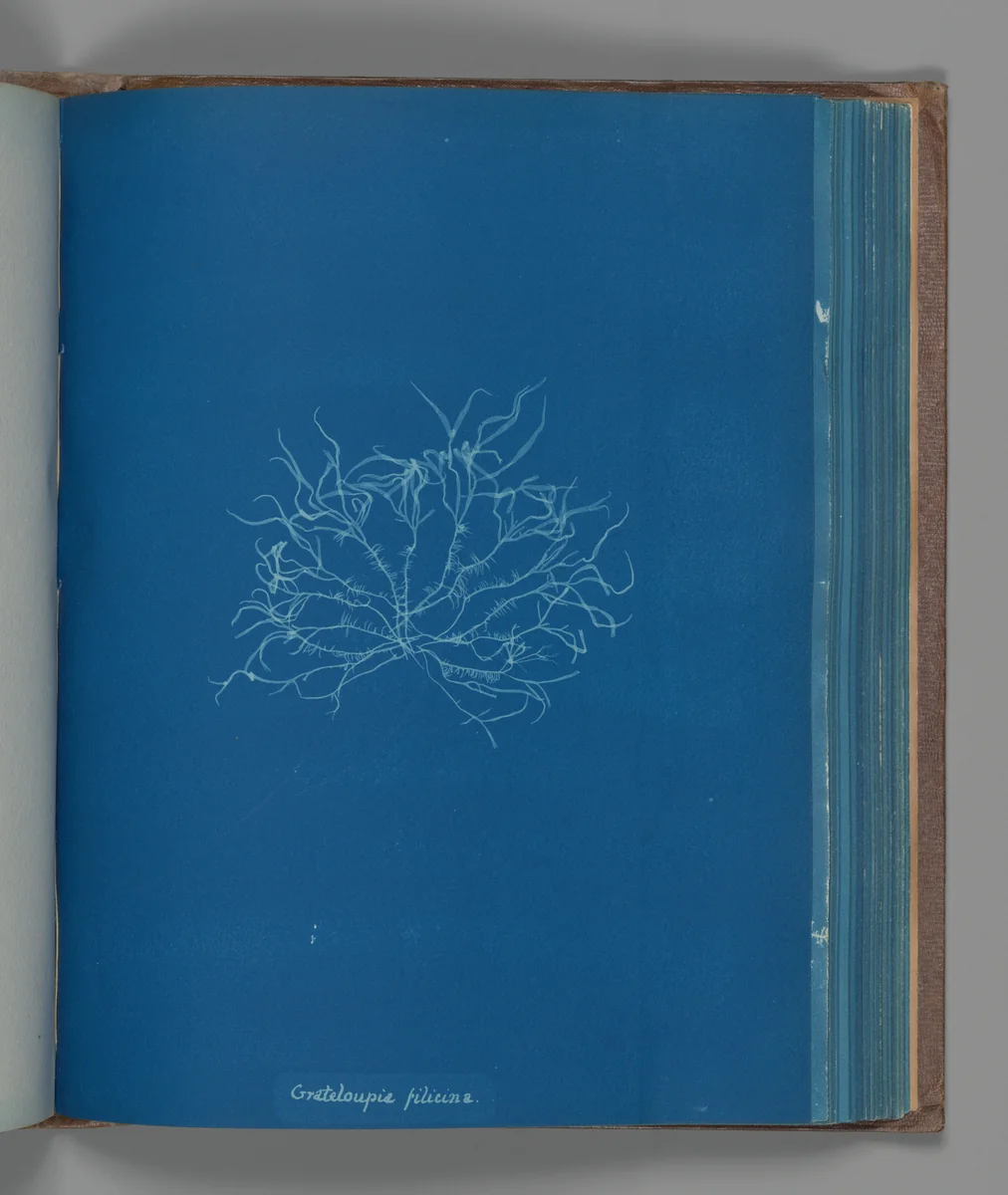 Grateloupia filicina by Anna Atkins, photograph, 1851-1855