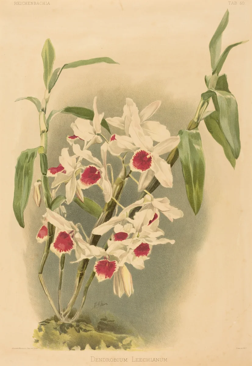 Dendrobium Leechianum by Joseph Mansell
Henry George Moon, print, 1780-1899