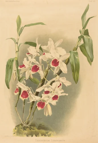 Dendrobium Leechianum by Joseph Mansell
Henry George Moon, print, 1780-1899