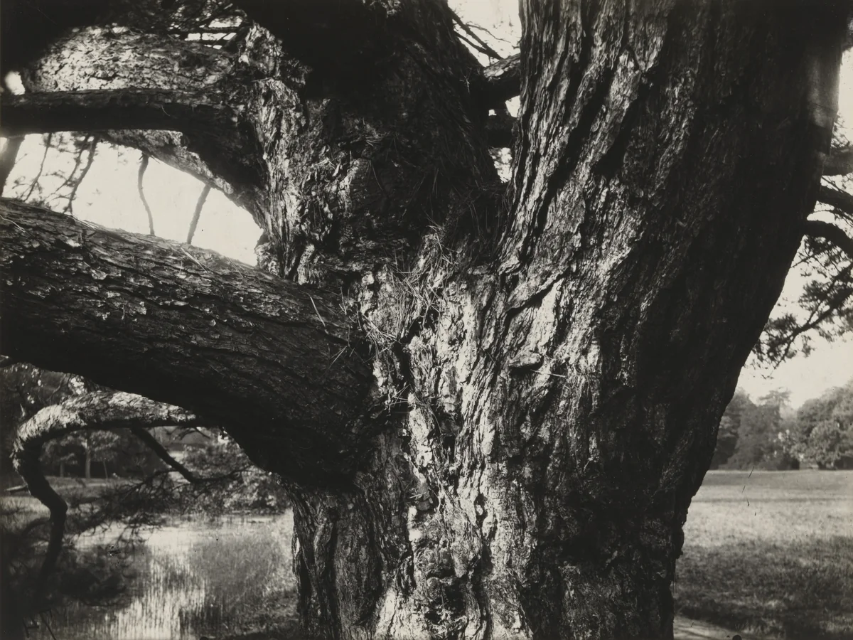 Untitled by Eugène Atget, photograph, 1872