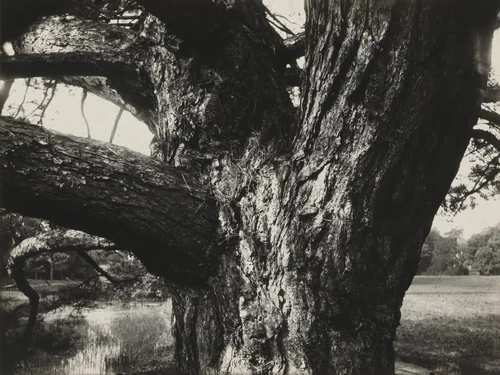 Untitled by Eugène Atget, photograph, 1872