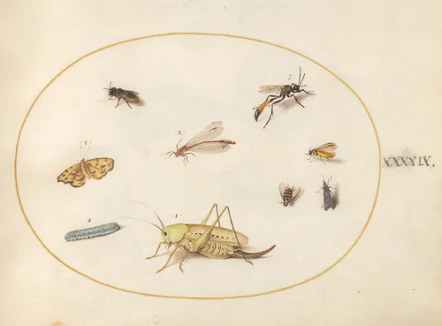 Plate 49: A Grasshopper, a Caterpillar, a Butterfly, a Moth, and Other Insects by Joris Hoefnagel, drawing, 1570-1599