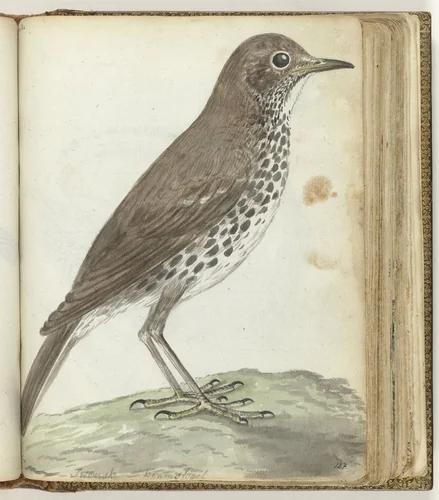 Zanglijster (Turdus philomelos) by Jan Brandes, drawing, 1787-1808
