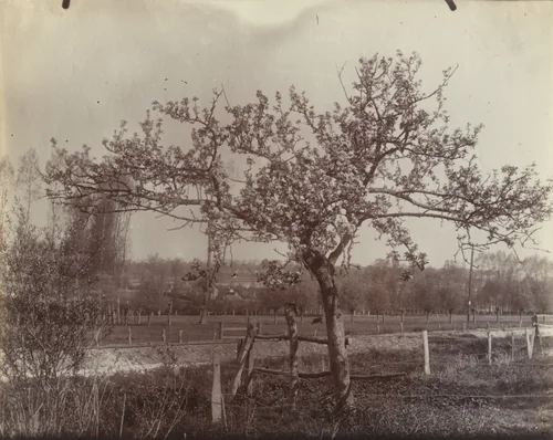 Pommier by Eugène Atget, photograph, 1900