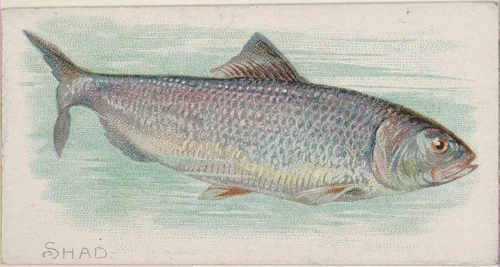 Shad, from the Fish from American Waters series (N8) for Allen & Ginter Cigarettes Brands by Allen & Ginter, print, 1889