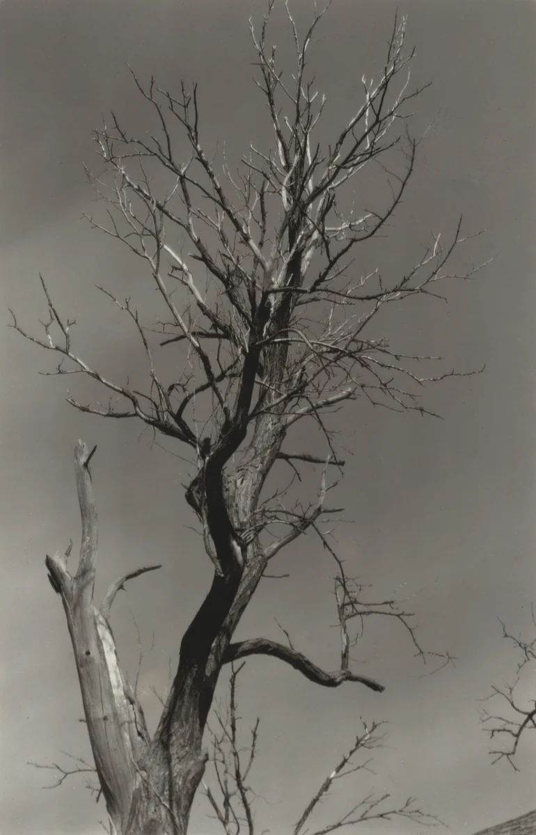 The Dying Chestnut Tree or Life and Death by Alfred Stieglitz, photograph, 1927