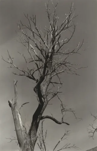 The Dying Chestnut Tree or Life and Death by Alfred Stieglitz, photograph, 1927