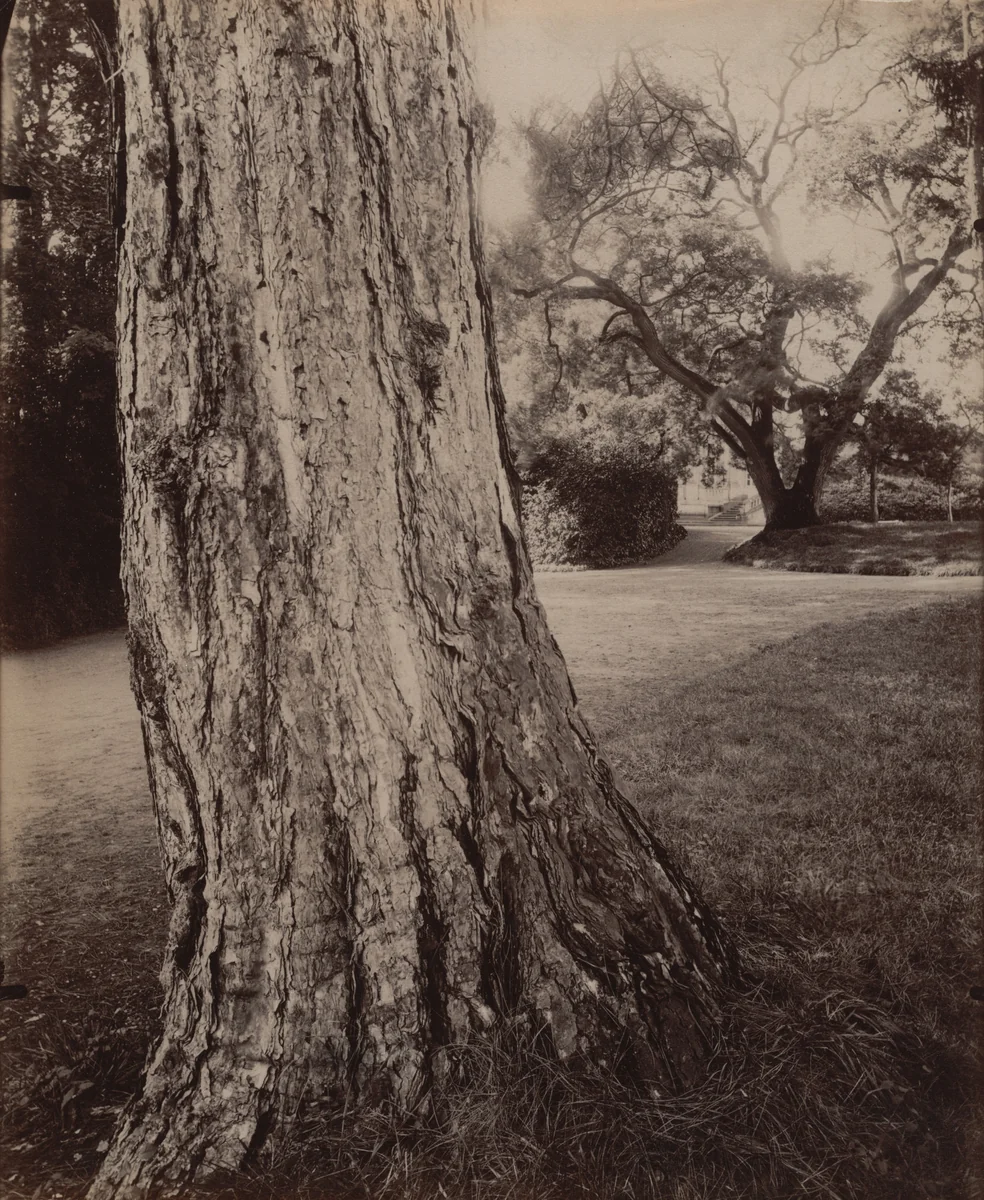 Étude (sapin) by Eugène Atget, photograph, 1900