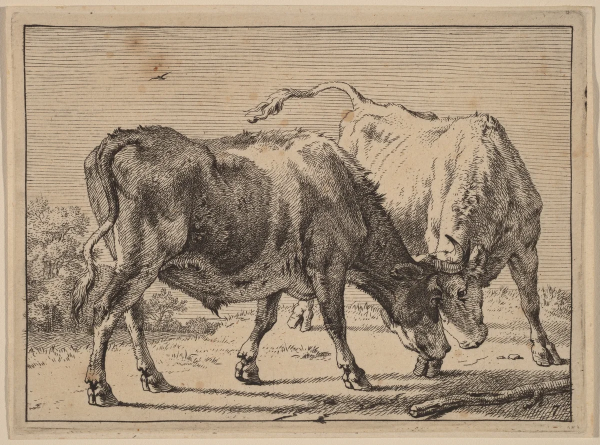 Two Oxen Fighting by Paulus Potter, print, 1650
