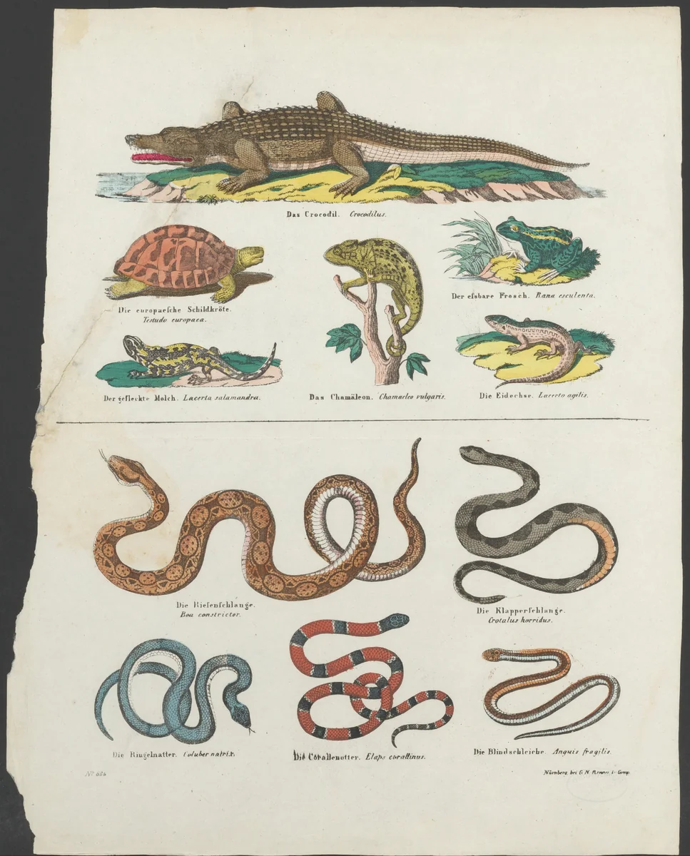 Reptielen en amfibieën by anonymous, print, 1837-1868