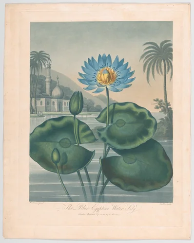 The Blue Egyptian Water Lily, from "The Temple of Flora, or Garden of Nature" by Joseph Constantine Stadler, print, 1804