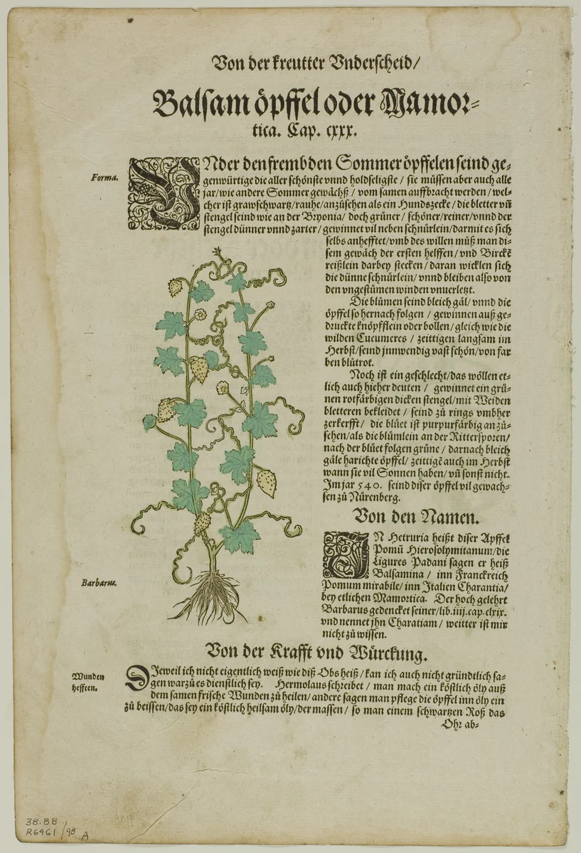 Leaf from New Kreuterbuch by Hieronymus Bock, plate 98 from Woodcuts from Books of the XVI Century by David Kandel, print, 1580