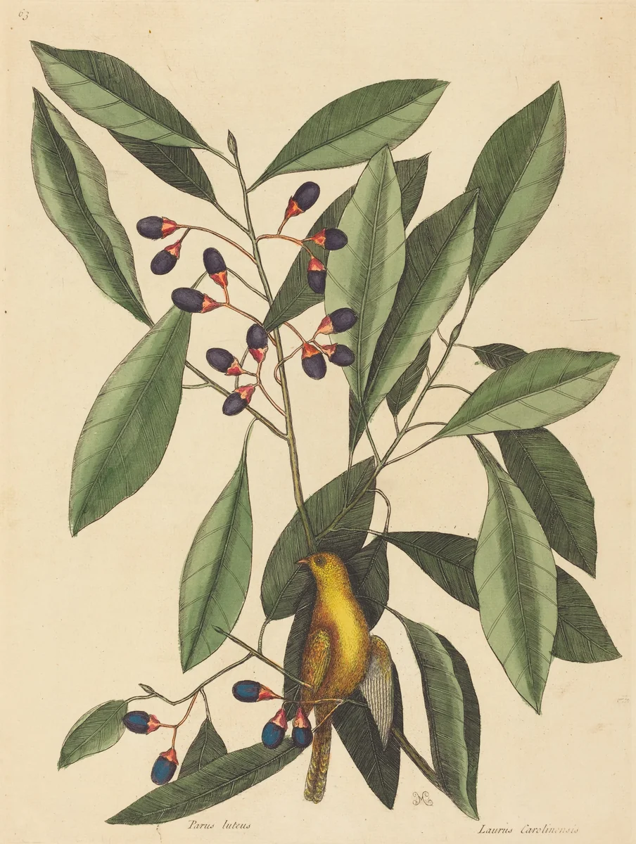 The Yellow Titmouse (Motacilla trochilus) by Mark Catesby, print, 1754