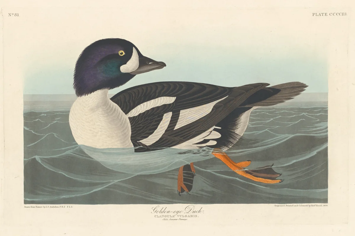 Golden-eye Duck by Robert Havell, Jr.; John James Audubon, print, 1838