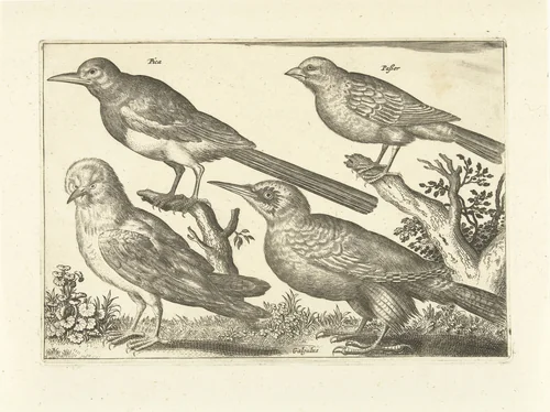 Vier vogels by anonymous, print, 1659