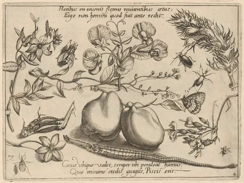 Archetypa studiaque patris Georgii Hoefnagelii [Part 4, Plate 7] by Jacob Hoefnagel; Joris Hoefnagel, print, 1592