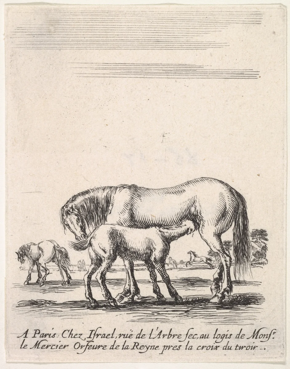 Mare suckling a foal in center, another foal urinating in back left, other horses in the background, from "Various cavalry exercises" (Diverses exercices de cavalerie) by Stefano della Bella, print, 1642-1645