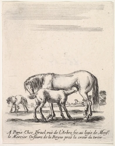 Mare suckling a foal in center, another foal urinating in back left, other horses in the background, from "Various cavalry exercises" (Diverses exercices de cavalerie) by Stefano della Bella, print, 1642-1645