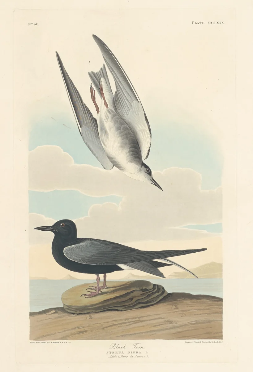 Black Tern by Robert Havell, Jr.; John James Audubon, print, 1835