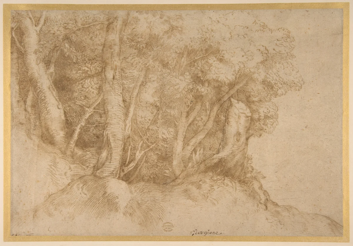 Group of Trees by Titian, drawing, 1485-1576