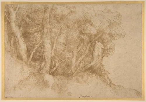 Group of Trees by Titian, drawing, 1485-1576