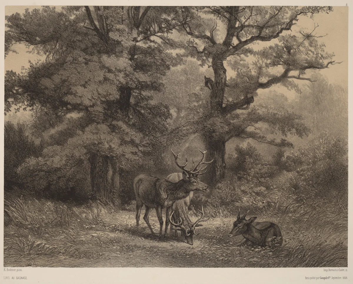 Cerfs au Gagnage by Karl Bodmer, print, 1809-1893