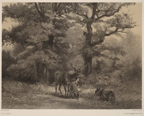 Cerfs au Gagnage by Karl Bodmer, print, 1809-1893