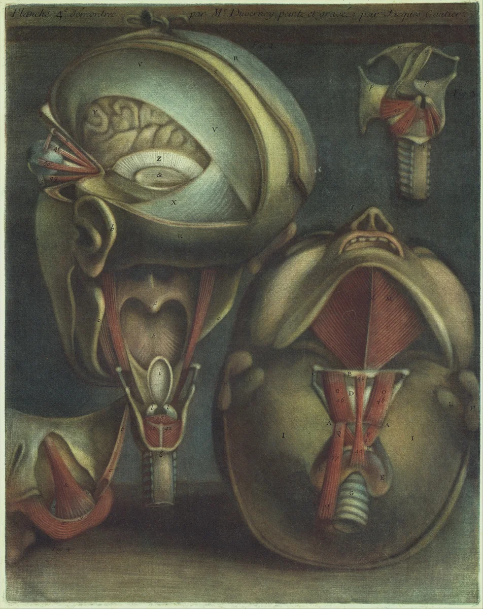 Myologie Complette en Couleur et Grandeur Naturelle by Joseph Guichard Duverney, book, 1746