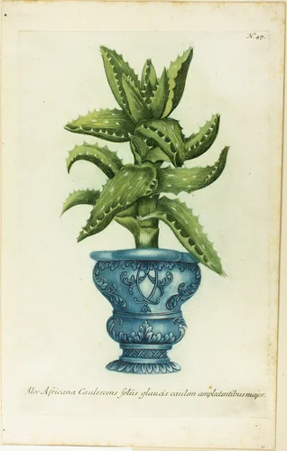 African Aloe, plate 47 from Phtanthoza Iconographia by Johann Wilhelm Weinmann, print, 1736