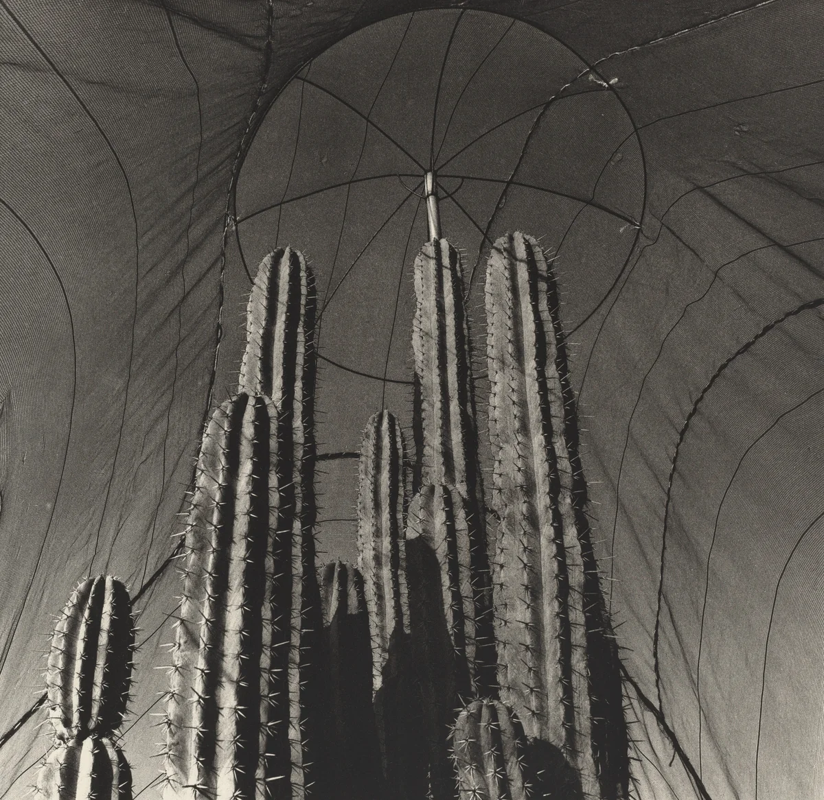 Jardín Botánico de Oaxaca, México (Oaxaca Botanical Garden, Mexico) by Graciela Iturbide
Francisco Toledo
Alejandro de Ávila, photograph, 2002