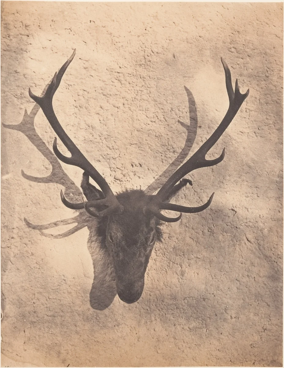 [Colin's Royal Stag] by Horatio Ross, photograph, 1856
