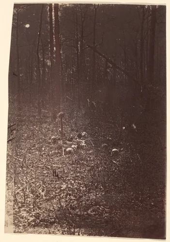 [The Wilderness Battlefield, near Spotsylvania, Virginia] by G. O. Brown, photograph, 1866