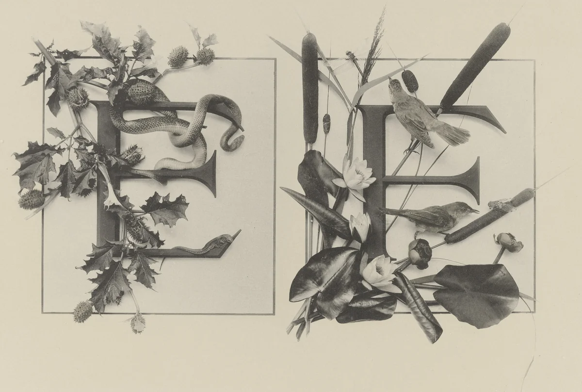 Page from Festons und Dekorative Gruppen by Unidentified Photographer, photograph, 1893