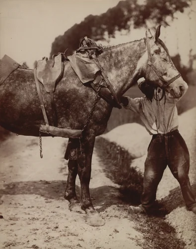Untitled [Harness on Horse] by Eugène Atget, photograph, 1900