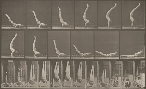 Plate Number 372. Acrobat, horizontal "press up" by Eadweard Muybridge, photograph, 1887