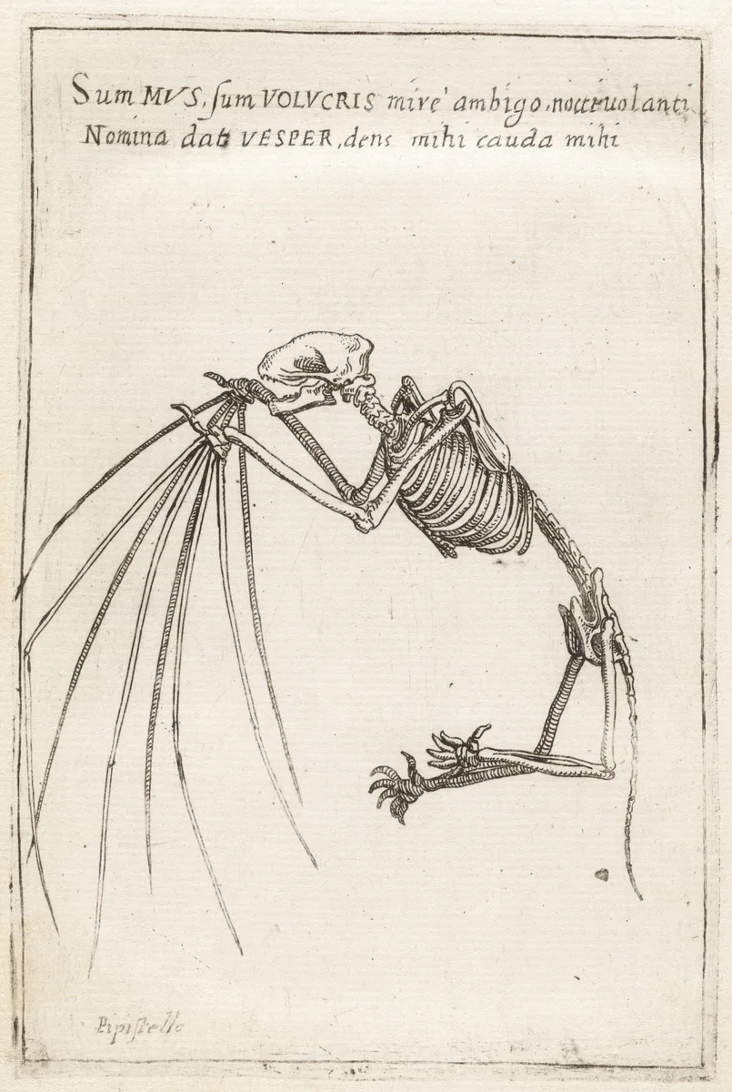 Skeleton of a Bat by Teodoro Filippo di Liagno, print, 1620-1621