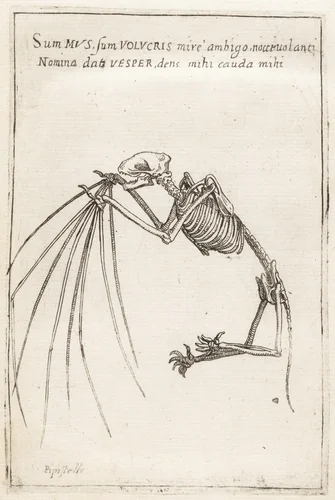 Skeleton of a Bat by Teodoro Filippo di Liagno, print, 1620-1621