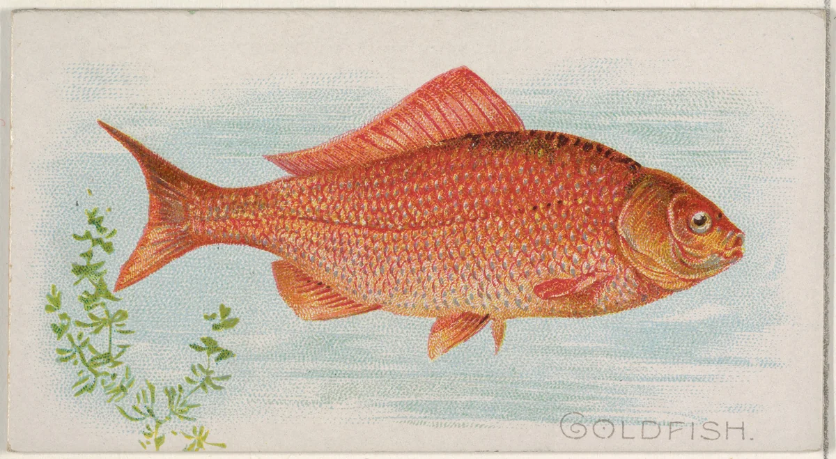 Goldfish, from the Fish from American Waters series (N8) for Allen & Ginter Cigarettes Brands by Allen & Ginter, print, 1889