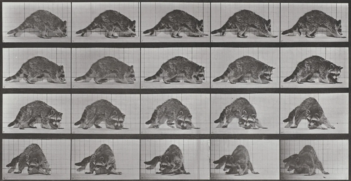 Plate Number 745. Raccoon walking and turning around by Eadweard Muybridge, photograph, 1887