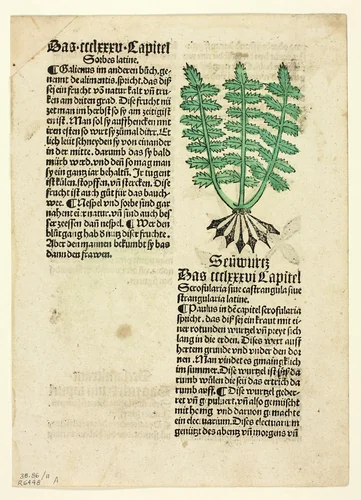 Figwort (recto), and Bloodroot (verso), from Gart der Gesundheit (Garden of Health), Plate 11 from Woodcuts from Books of the 15th Century by Johann Schönsperger the Elder, print, 1494-1504