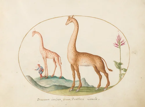 Plate 2: Two Giraffes with an Attendant by Joris Hoefnagel, drawing, 1570-1599