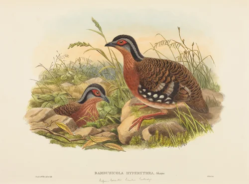 Rufous-breasted Bamboo Partridge (Bambusicola Hyperythra) by John Gould, print, 1804-1881
