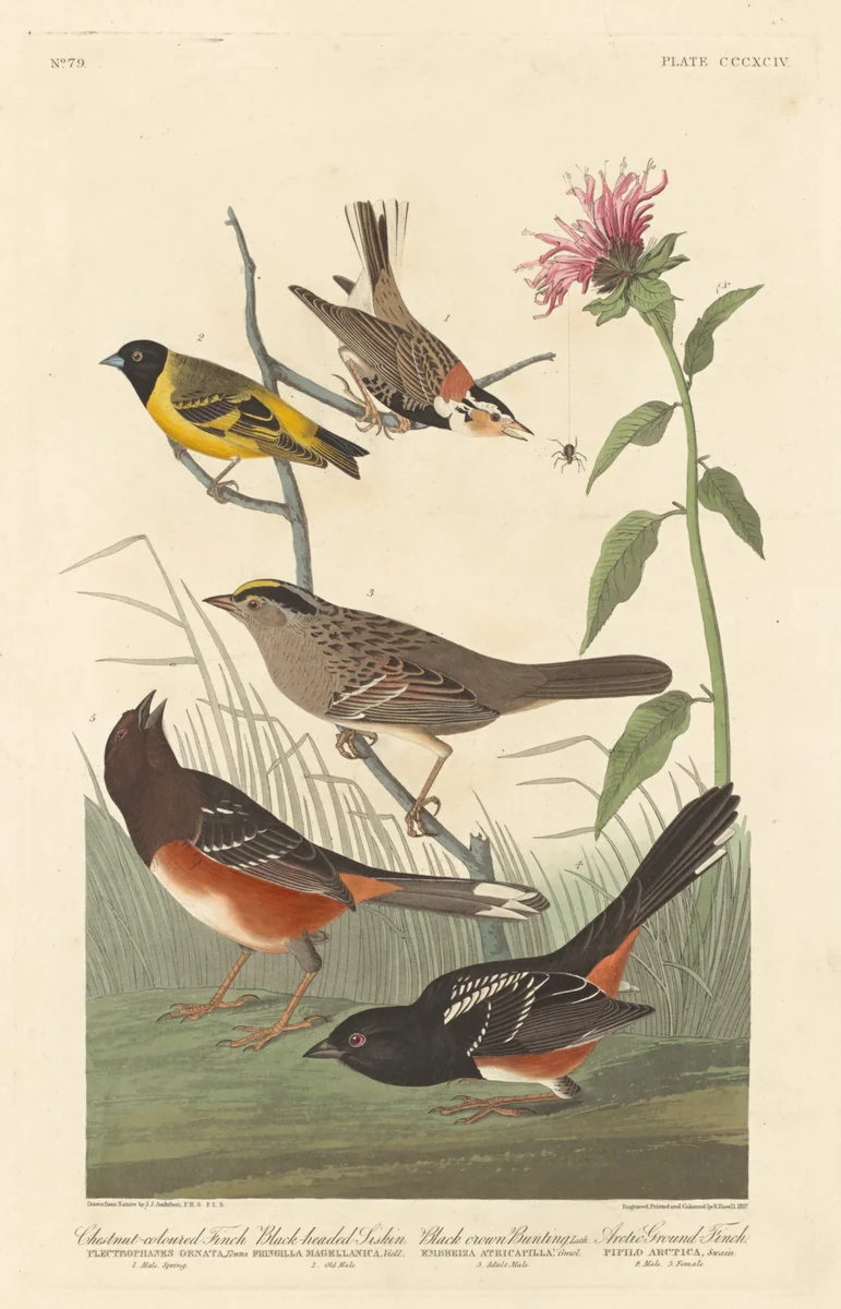 Chestnut-colored Finch, Black-headed Siskin, Black Crown Bunting and Arctic Ground Finch by Robert Havell, Jr.; John James Audubon, print, 1837