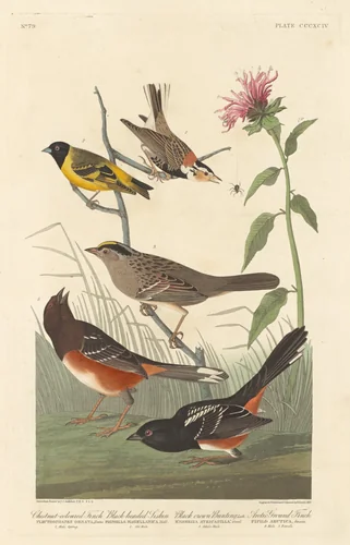 Chestnut-colored Finch, Black-headed Siskin, Black Crown Bunting and Arctic Ground Finch by Robert Havell, Jr.; John James Audubon, print, 1837