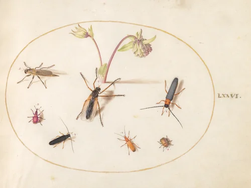 Plate 76: Insects with a Pink and Cream Columbine by Joris Hoefnagel, drawing, 1570-1599