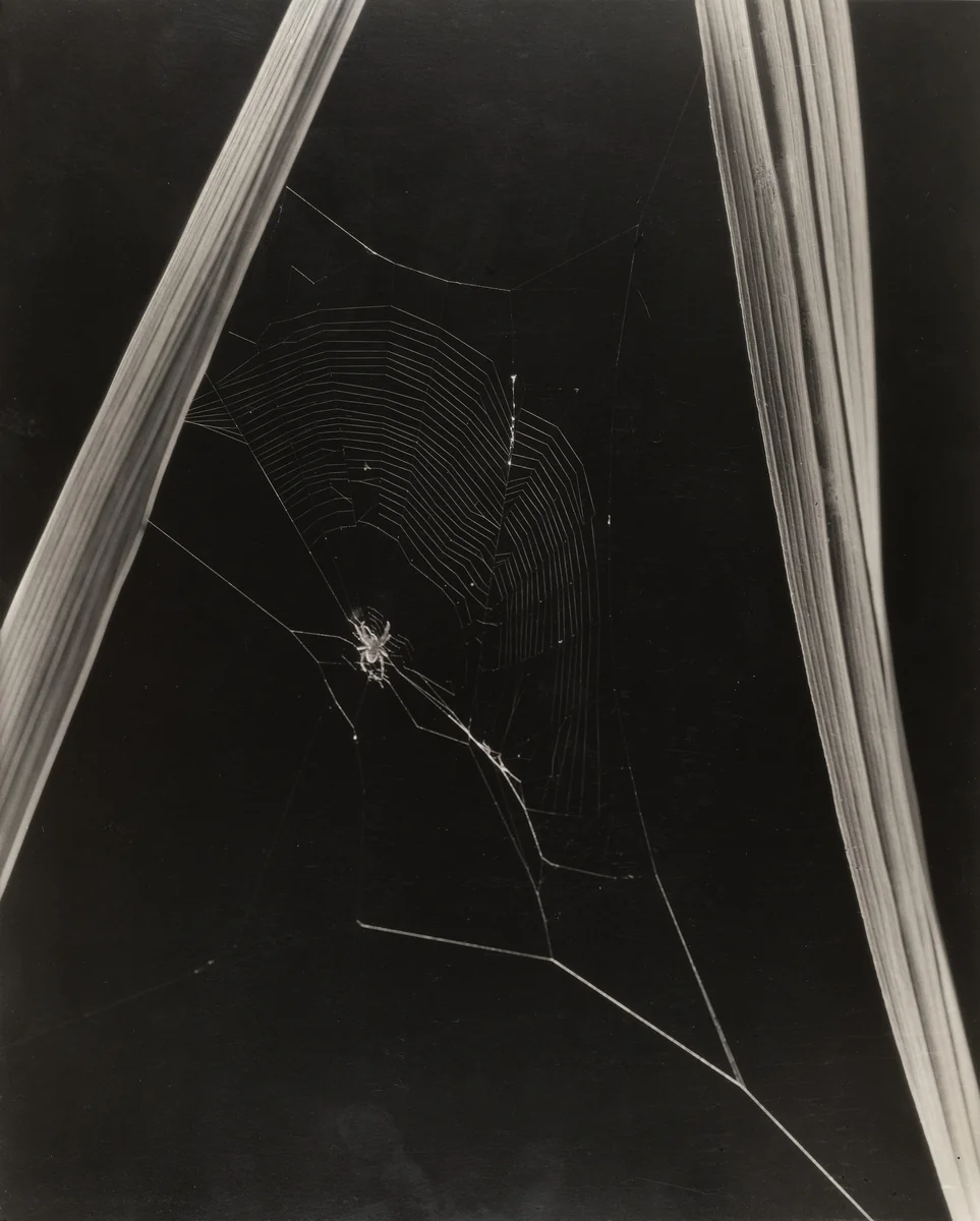 Spider and Web by Edward Steichen, photograph, 1920