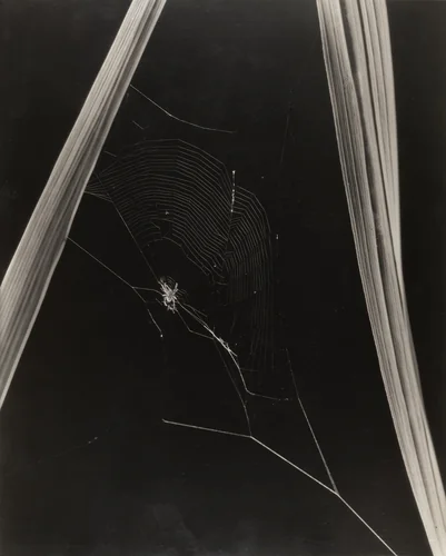 Spider and Web by Edward Steichen, photograph, 1920