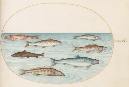 Plate 40: Salmon, Trout, and Freshwater(?) Fish by Joris Hoefnagel, drawing, 1570-1599