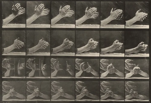 Plate Number 533. Movement of the hand, clasping hands by Eadweard Muybridge, photograph, 1887