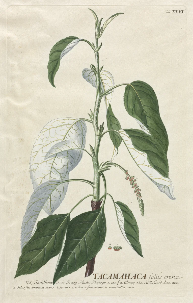 Plantae Selectae: No. 46 - Tacamahaca by Georg Dionysius Ehret, print, 1773